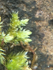 Brachythecium rivulare