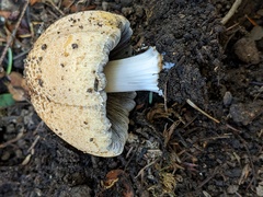 Coprinellus bipellis