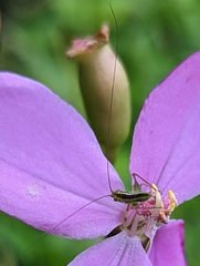Conocephalus saltator