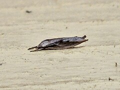 Pilostibes basivitta