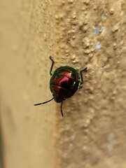 Lampromicra