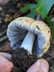 Coprinellus bipellis