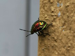 Lampromicra