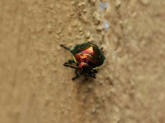 Lampromicra
