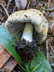 Coprinellus bipellis