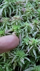 Sphagnum magellanicum