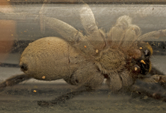 Portacosa cinerea