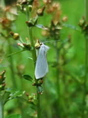 Tipanaea patulella