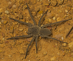 Portacosa cinerea
