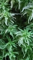 Sphagnum magellanicum