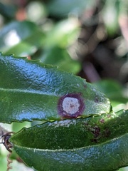 Phyllosticta vaccinii