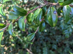 Phyllosticta vaccinii