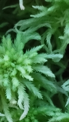 Sphagnum magellanicum