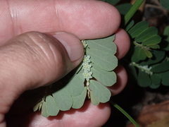 Phyllanthus leucanthus