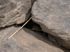 Gallotia stehlini