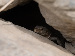 Gallotia stehlini