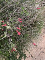 Epilobium canum