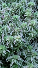 Sphagnum magellanicum