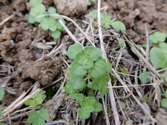 Pilea peploides major