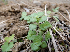 Pilea peploides major