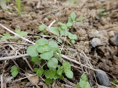 Pilea peploides major