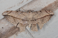 Chiasmia simplicilinea