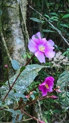 Andesanthus lepidotus