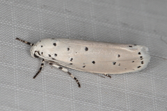 Ethmia coscineutis