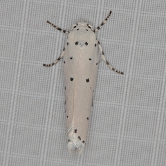 Ethmia coscineutis