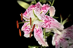 Lilium speciosum