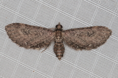 Eupithecia infelix
