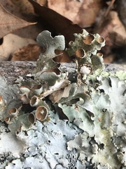 Parmotrema submarginale