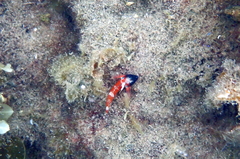 Enneapterygius atrogulare