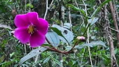 Andesanthus lepidotus