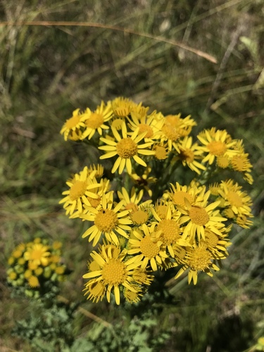 iNaturalist observation photo of ragwort