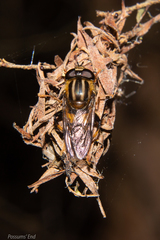 Helophilus antipodus