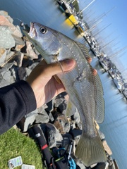 Argyrosomus japonicus