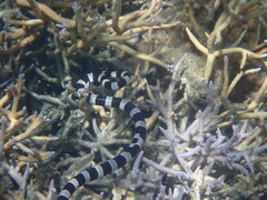 Laticauda saintgironsi