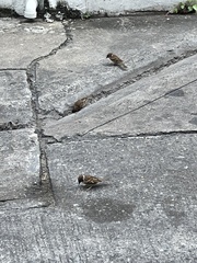 Passer montanus malaccensis