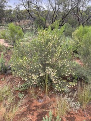 Dodonaea viscosa angustissima