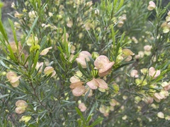 Dodonaea viscosa angustissima