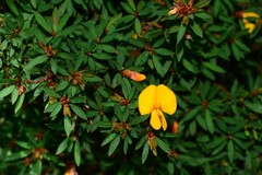 Pultenaea muelleri