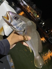 Argyrosomus japonicus