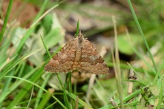 Chrysolarentia cataphaea