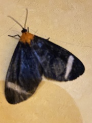 Hyalurga chthonophyle