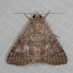 Pandesma robusta