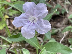 Ruellia humilis
