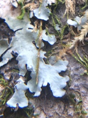 Punctelia subrudecta