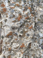 Variospora aurantia