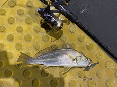 Argyrosomus japonicus